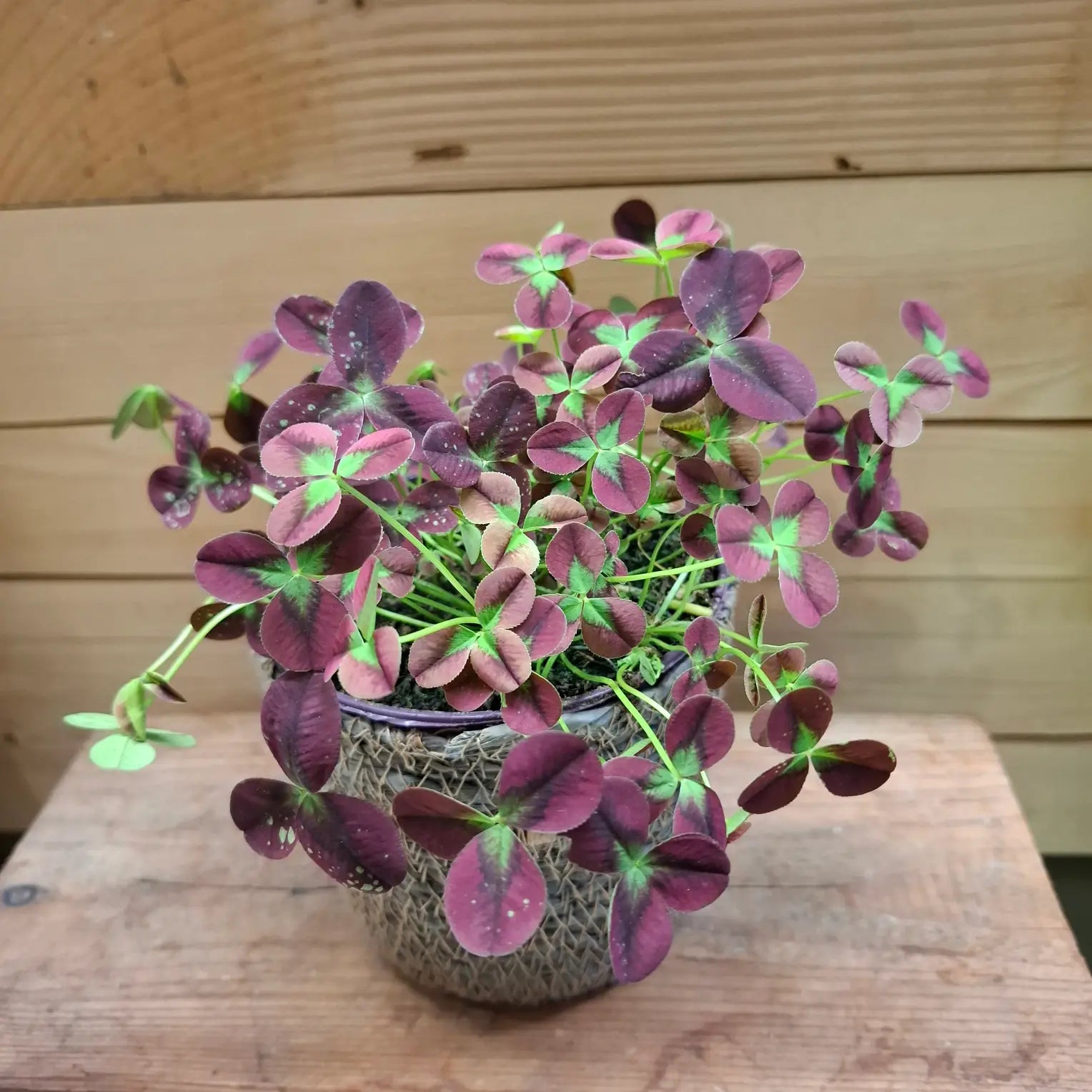 Trifolium 'Isabella'