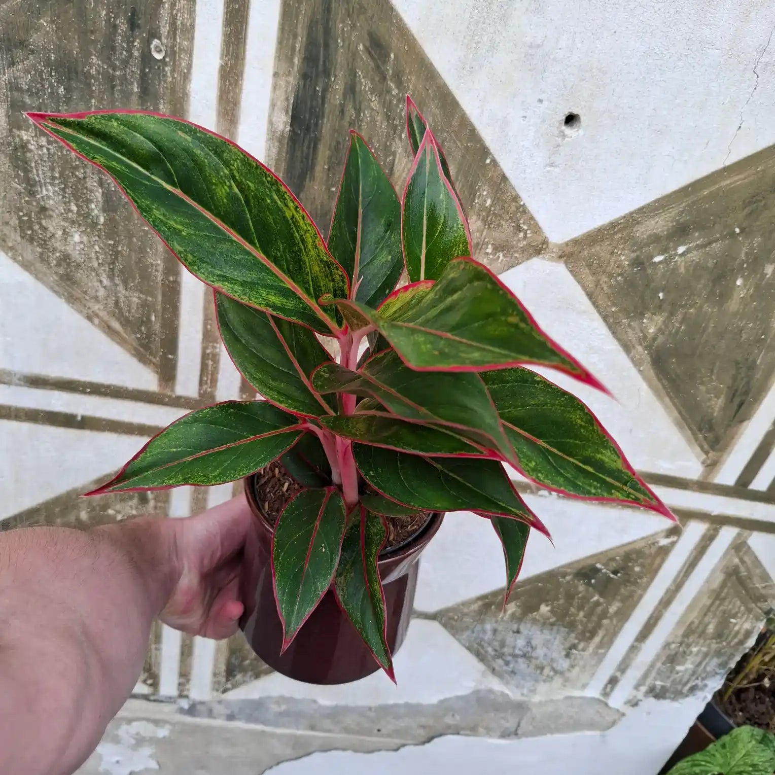 Aglaonema Crete