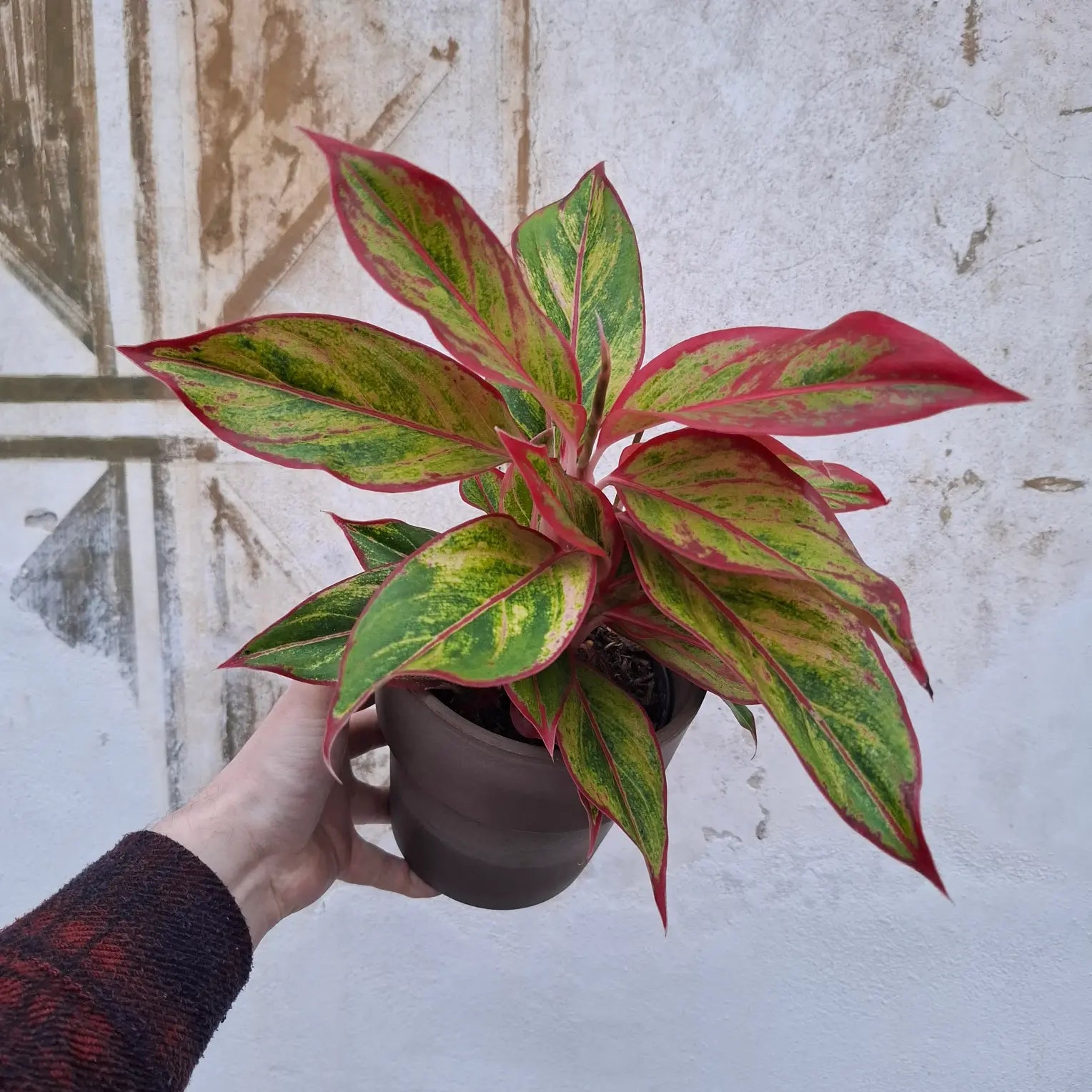 Aglaonema Siam Aurora