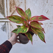 Aglaonema Siam Aurora