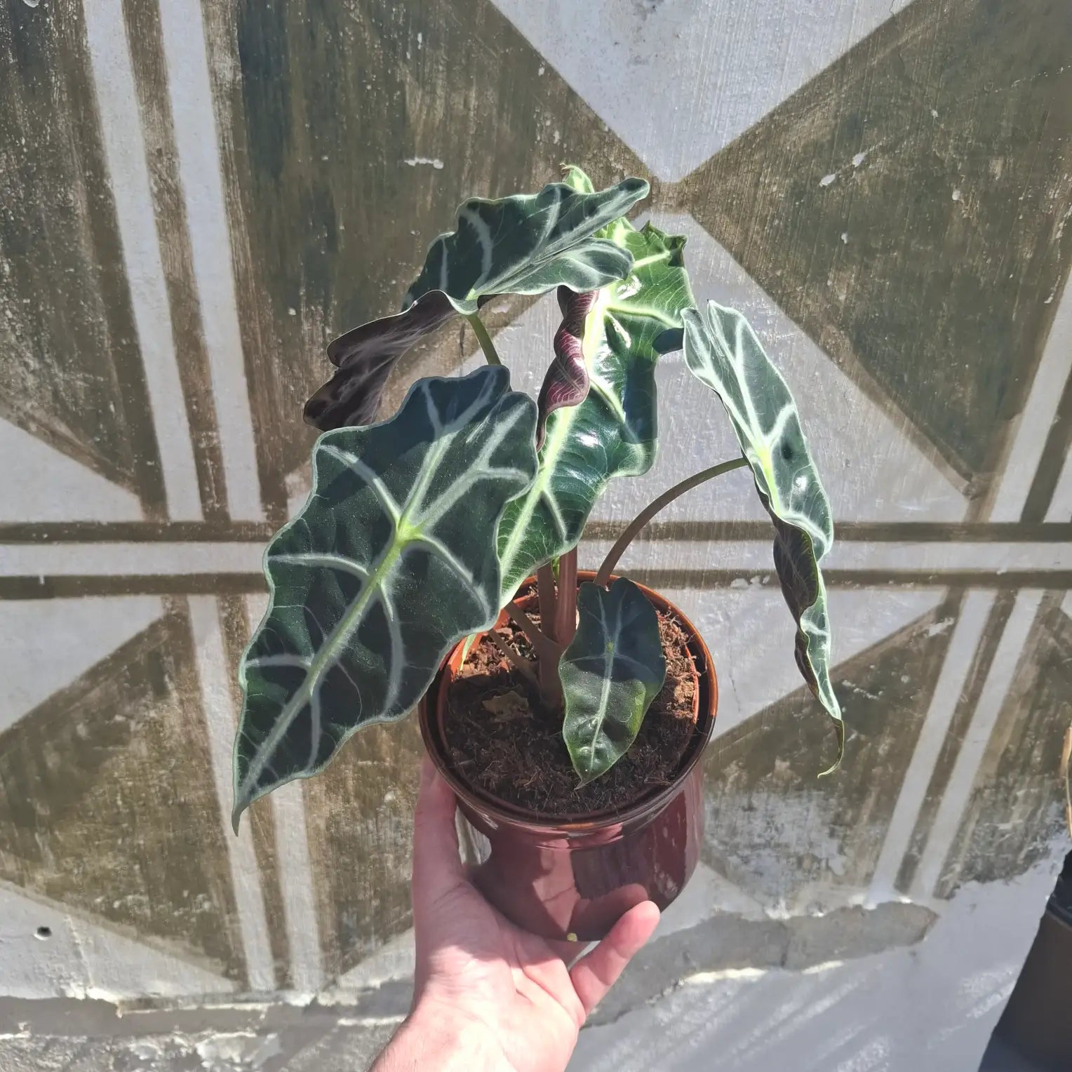 Alocasia amazonica "Polly"
