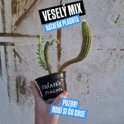 Sukukaktus Raťafák Plachta