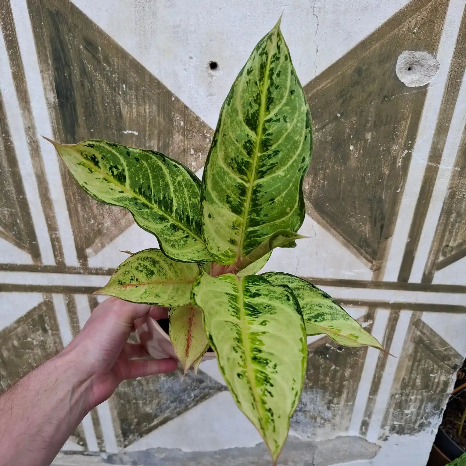 Aglaonema Chartreuse
