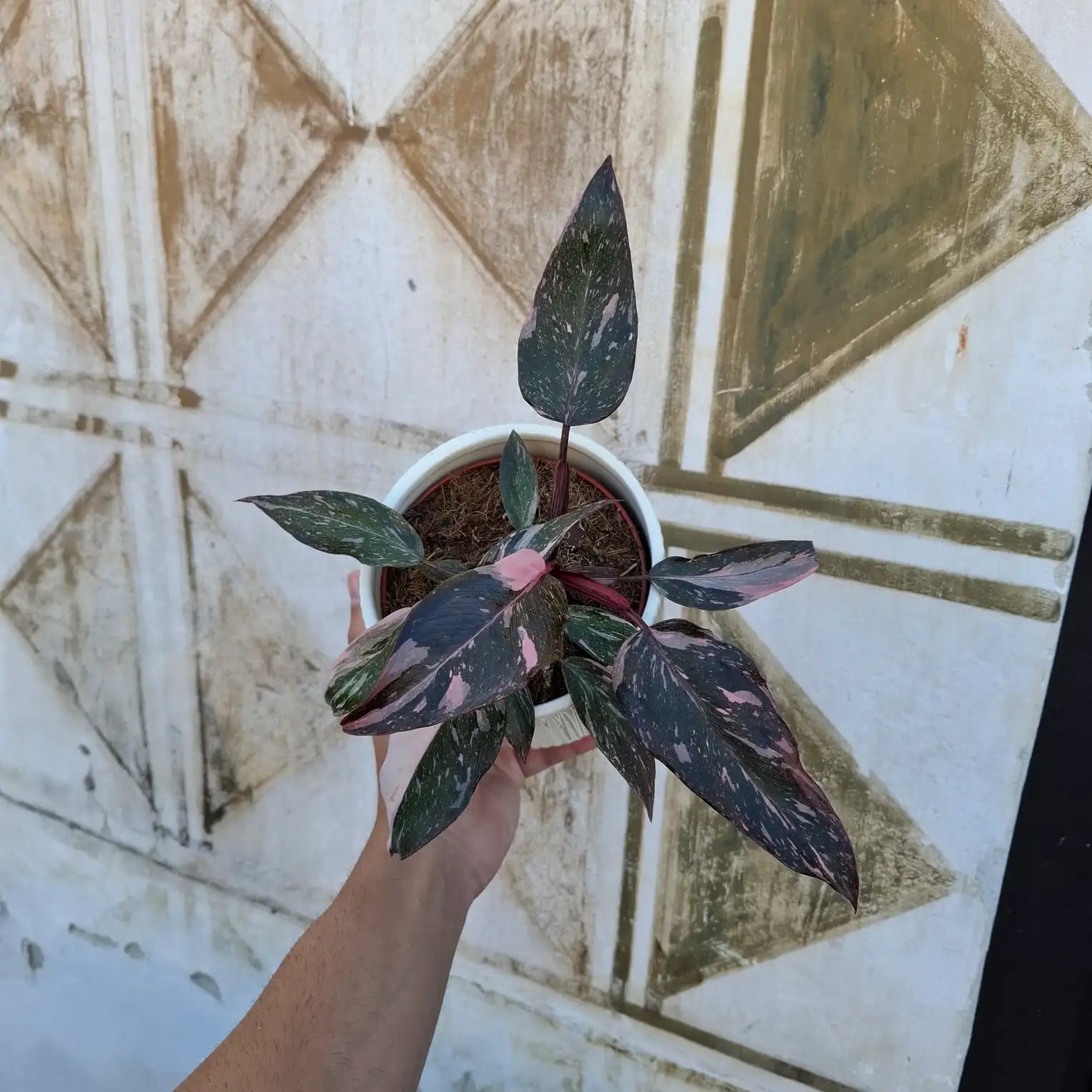 Philodendron Pink Princess Marble (Konkrétny kus)