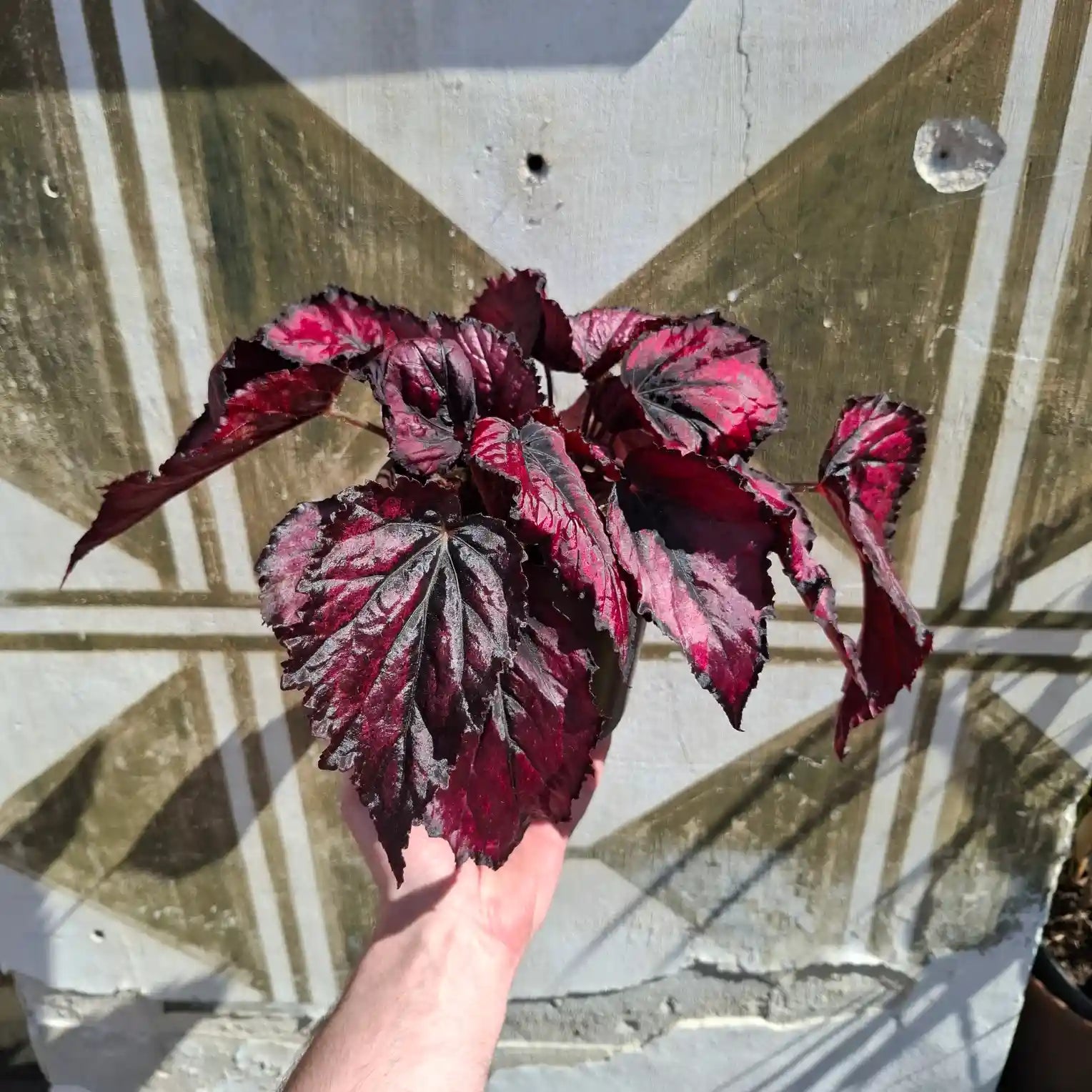 Begonia Rex "Red Kiss"