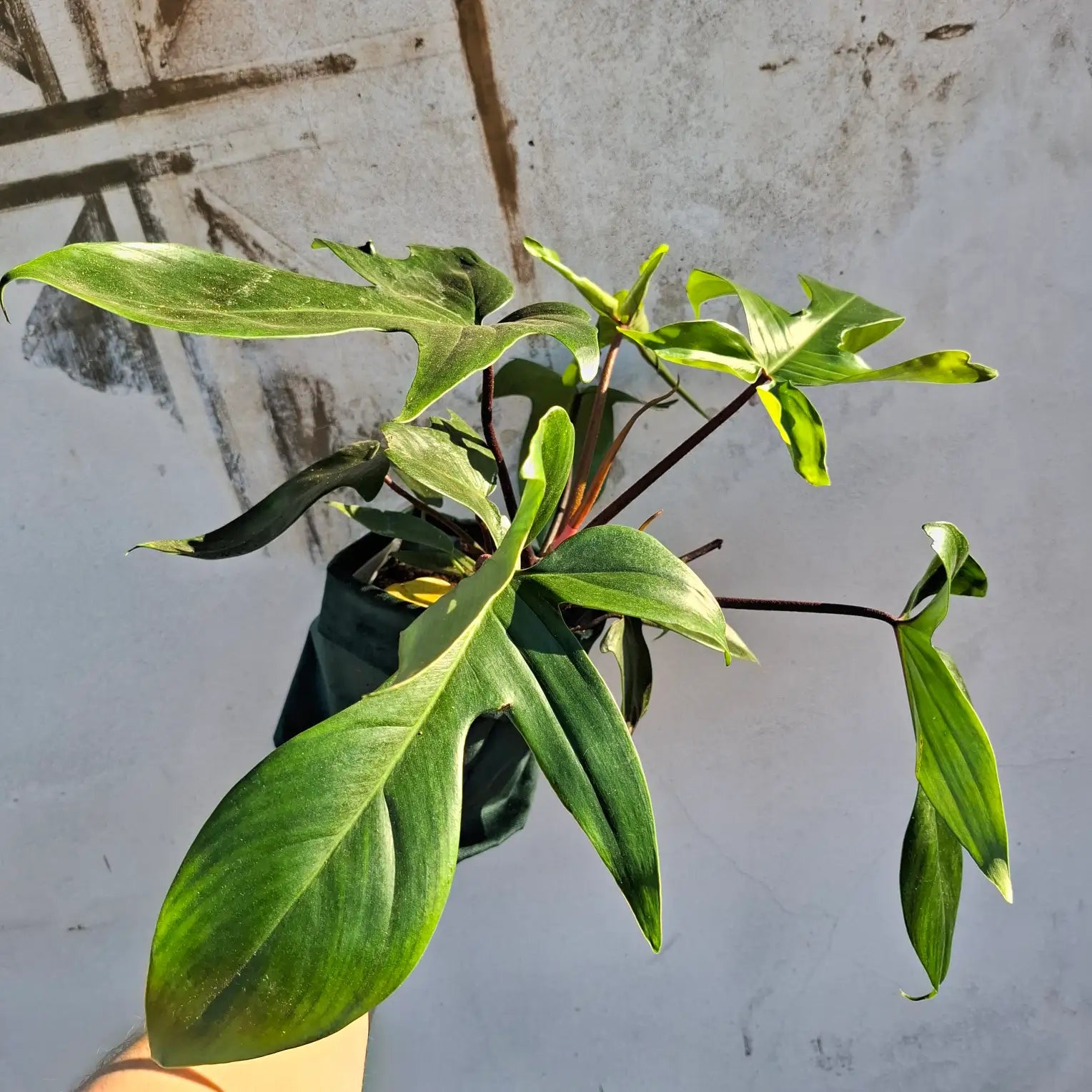 Philodendron Florida Green XL