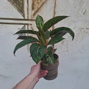 Aglaonema Sparkling Sarah