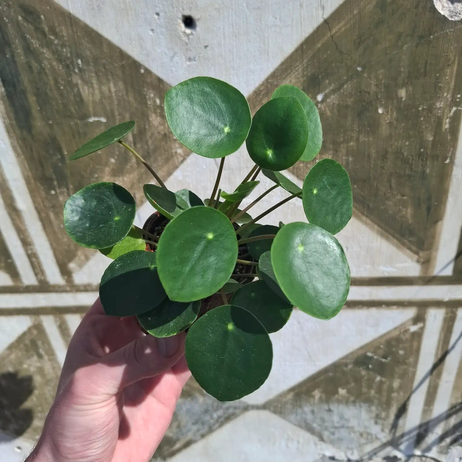 Baby Pilea Peperomioides