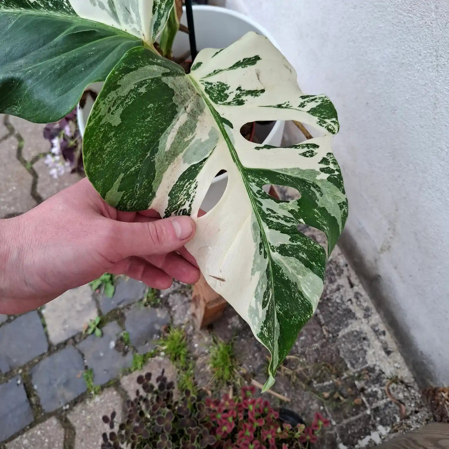Monstera Deliciosa Albo Variegata (Konkrétny kus 2)
