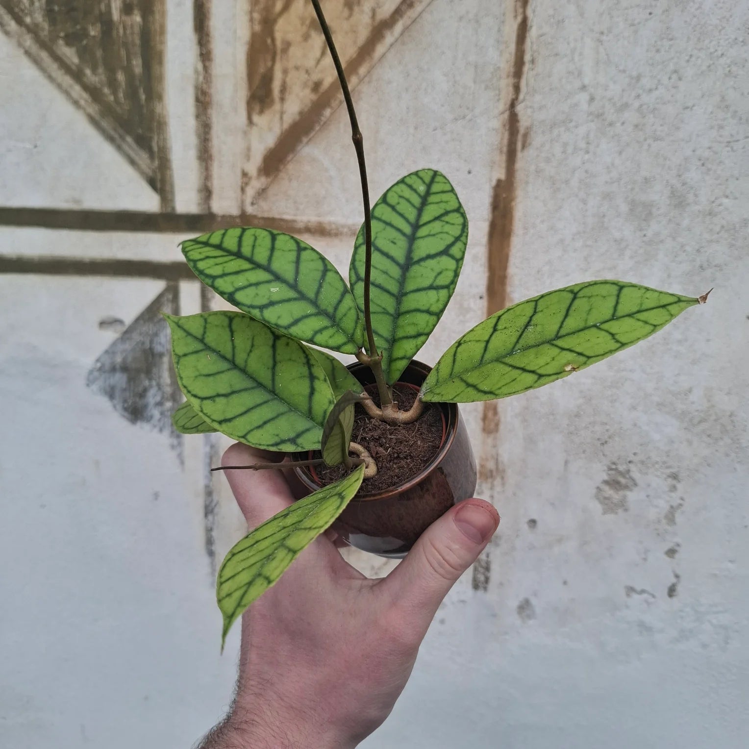 Baby Hoya sp. ‘Sabah’