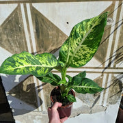 Dieffenbachia Mars