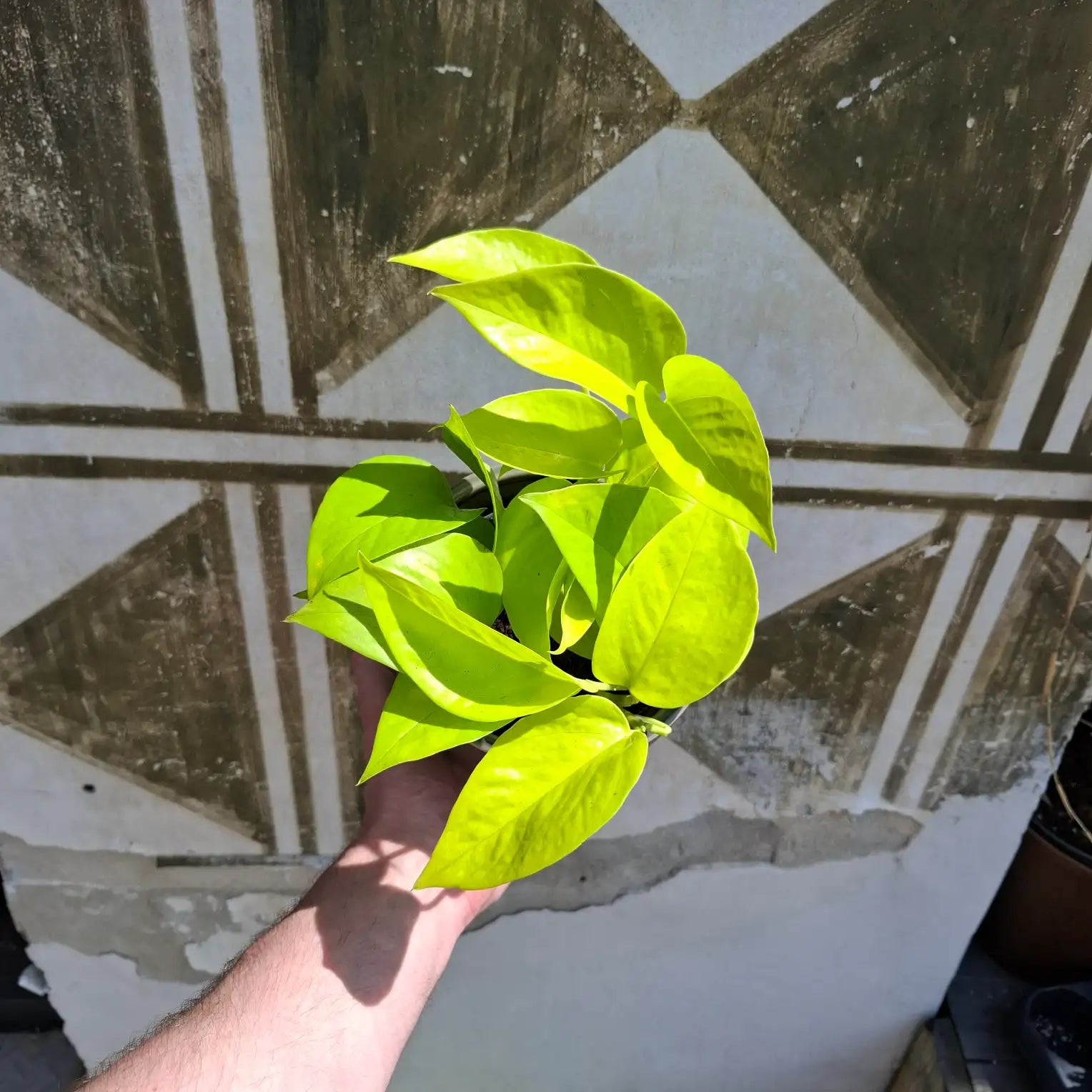 Epipremnum Neon "Golden Pothos"