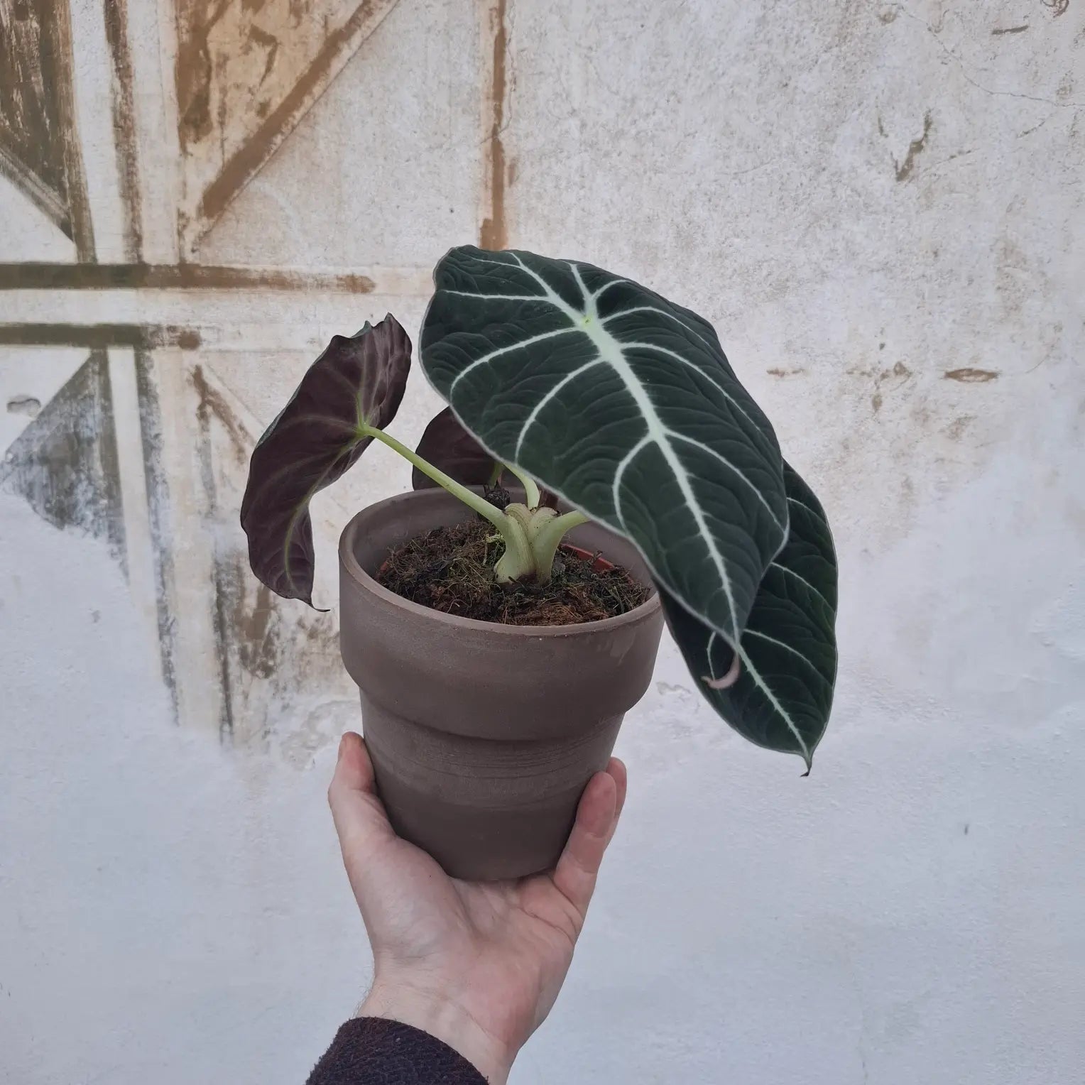 Alocasia reginula ‘Black Velvet’