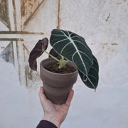 Alocasia reginula ‘Black Velvet’
