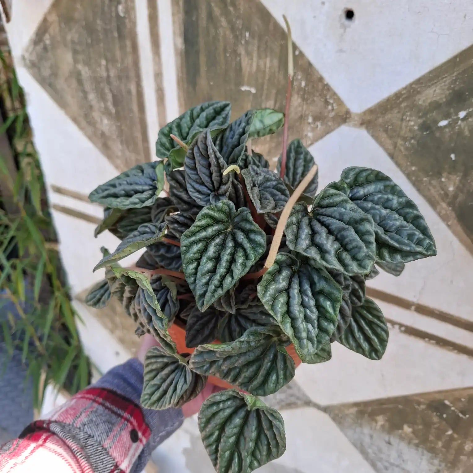 Peperomia Caperata "Lilian"