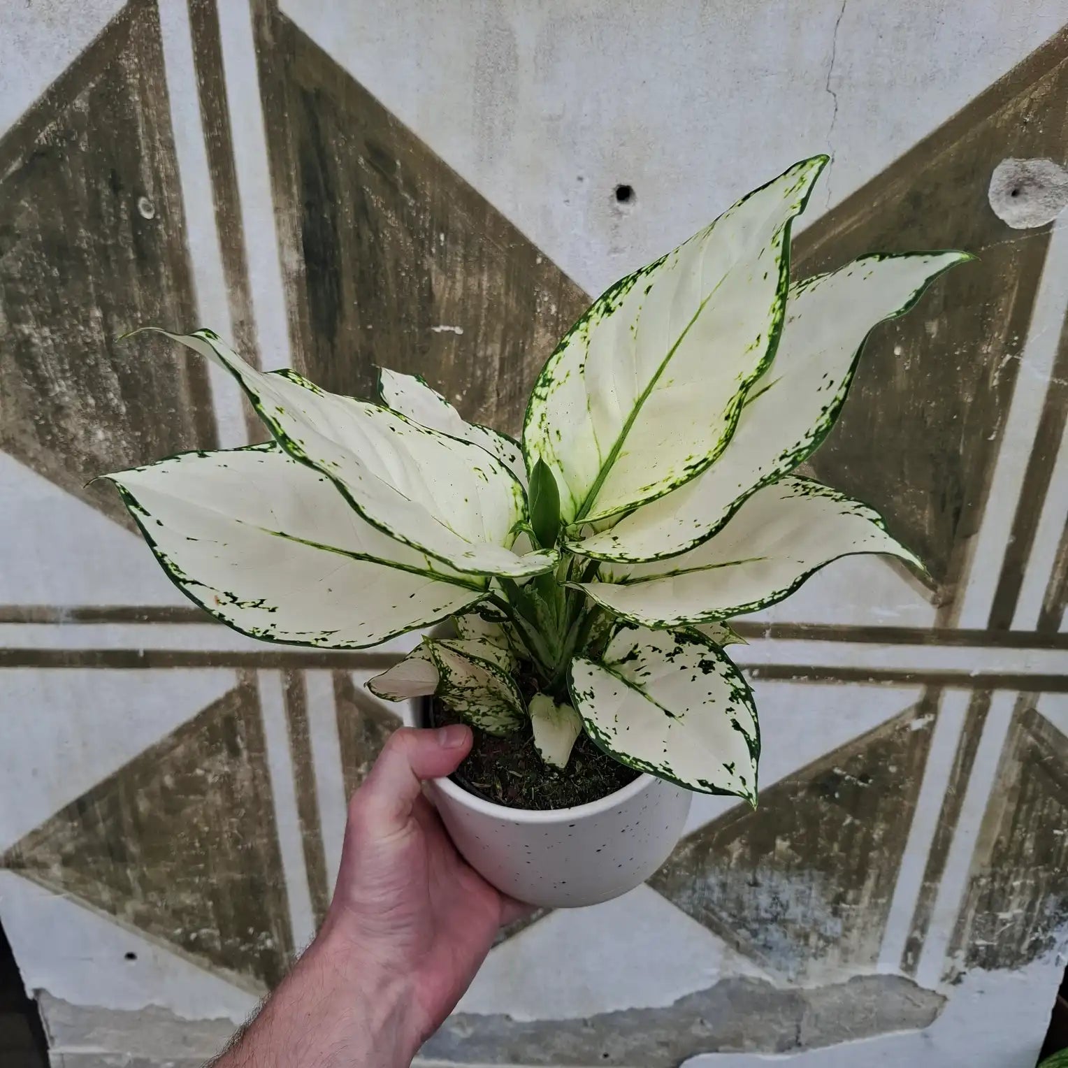 Aglaonema White Joy
