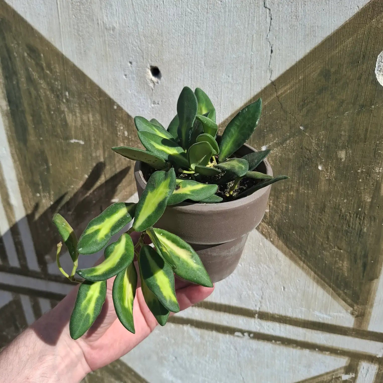 Hoya "DS 70"