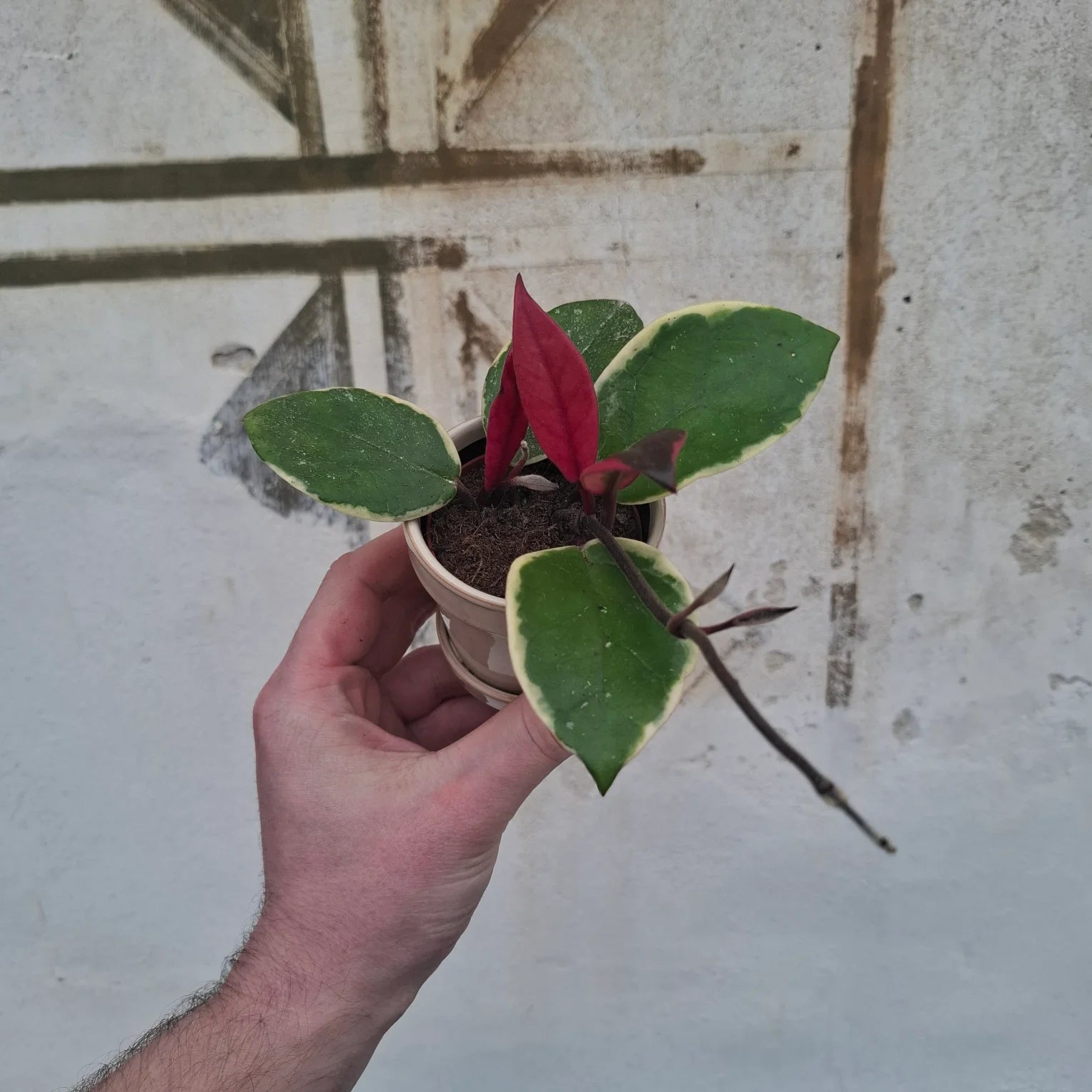 Baby Hoya carnosa "Flamingo Dream"