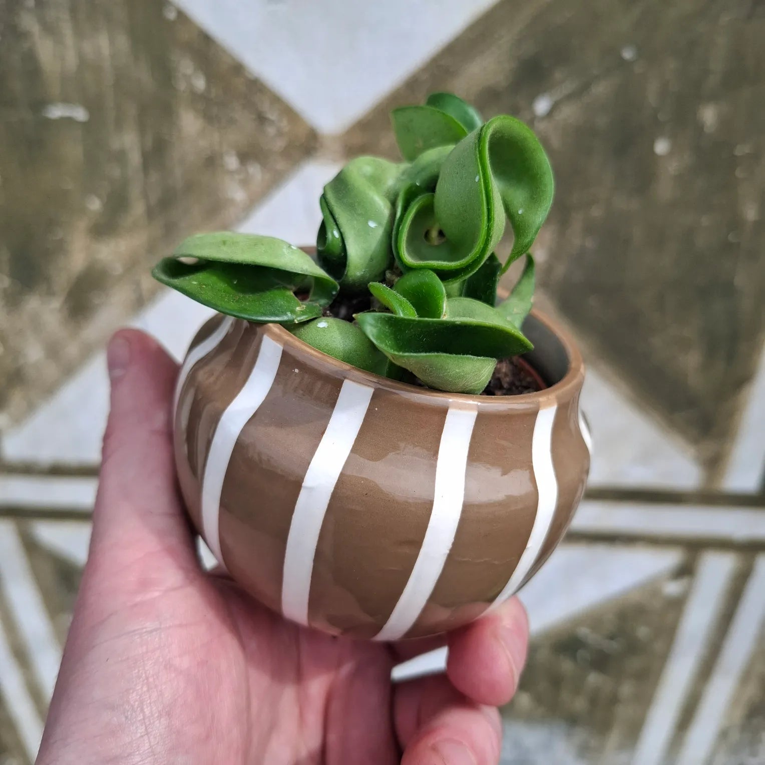 Baby Hoya Compacta "Hindu Rope"