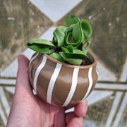 Baby Hoya Compacta "Hindu Rope"