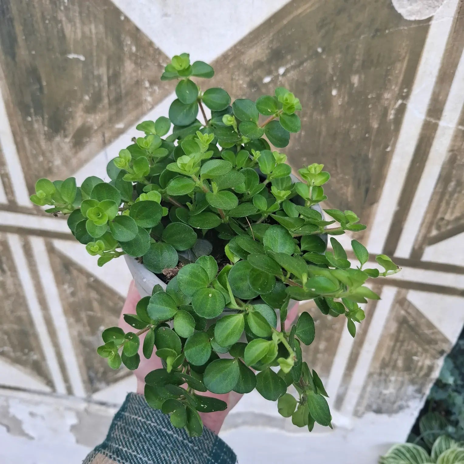 Peperomia Rotundifolia
