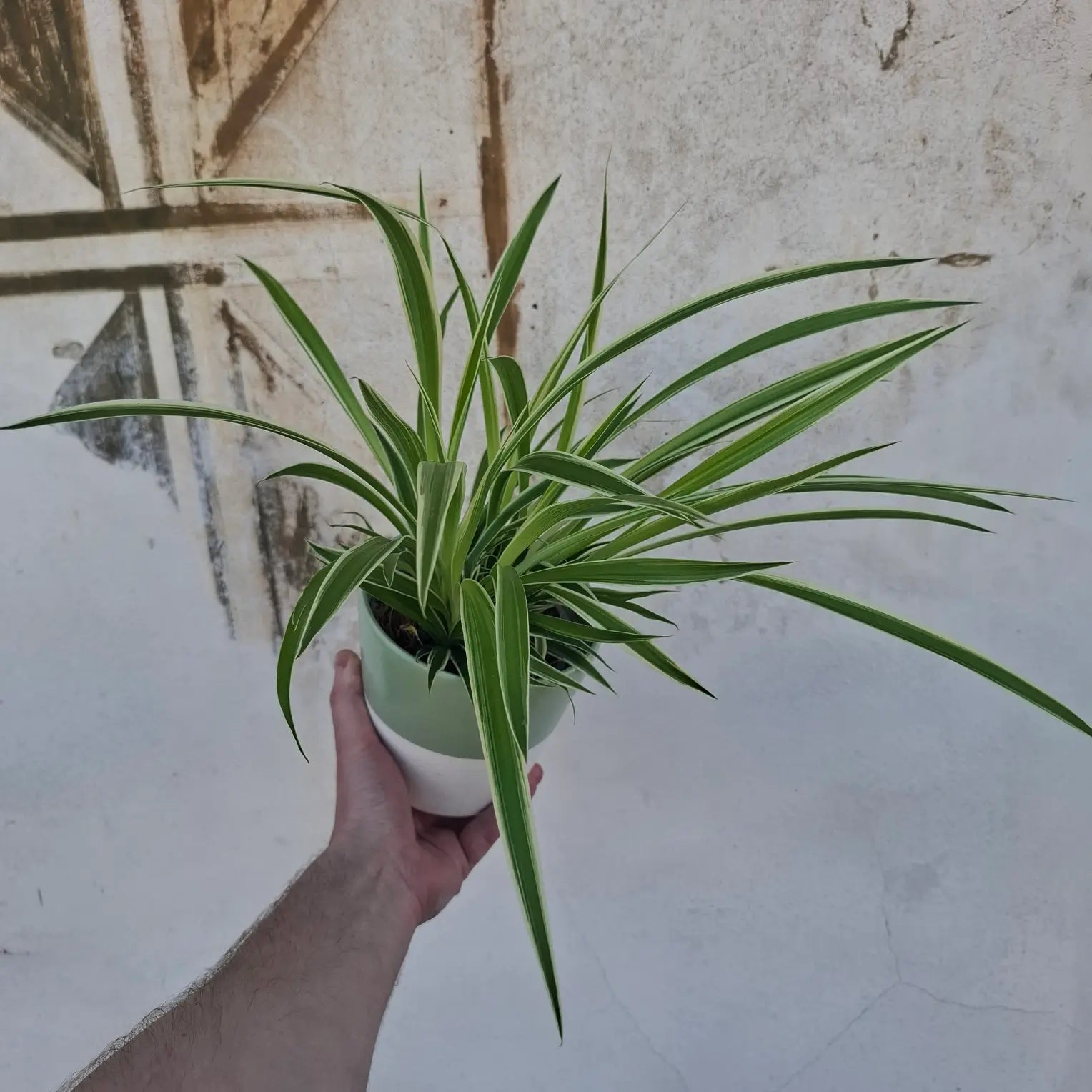 Chlorophytum bichetii