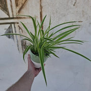 Chlorophytum bichetii