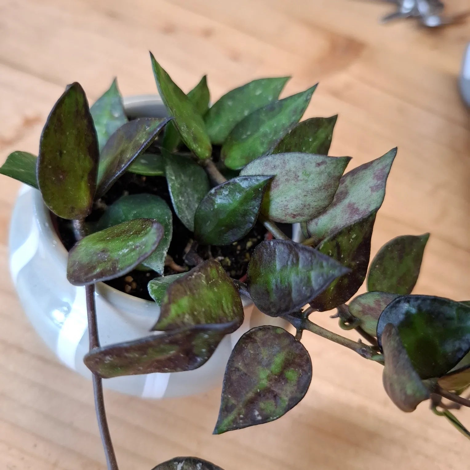Baby Hoya Krohniana "Black"