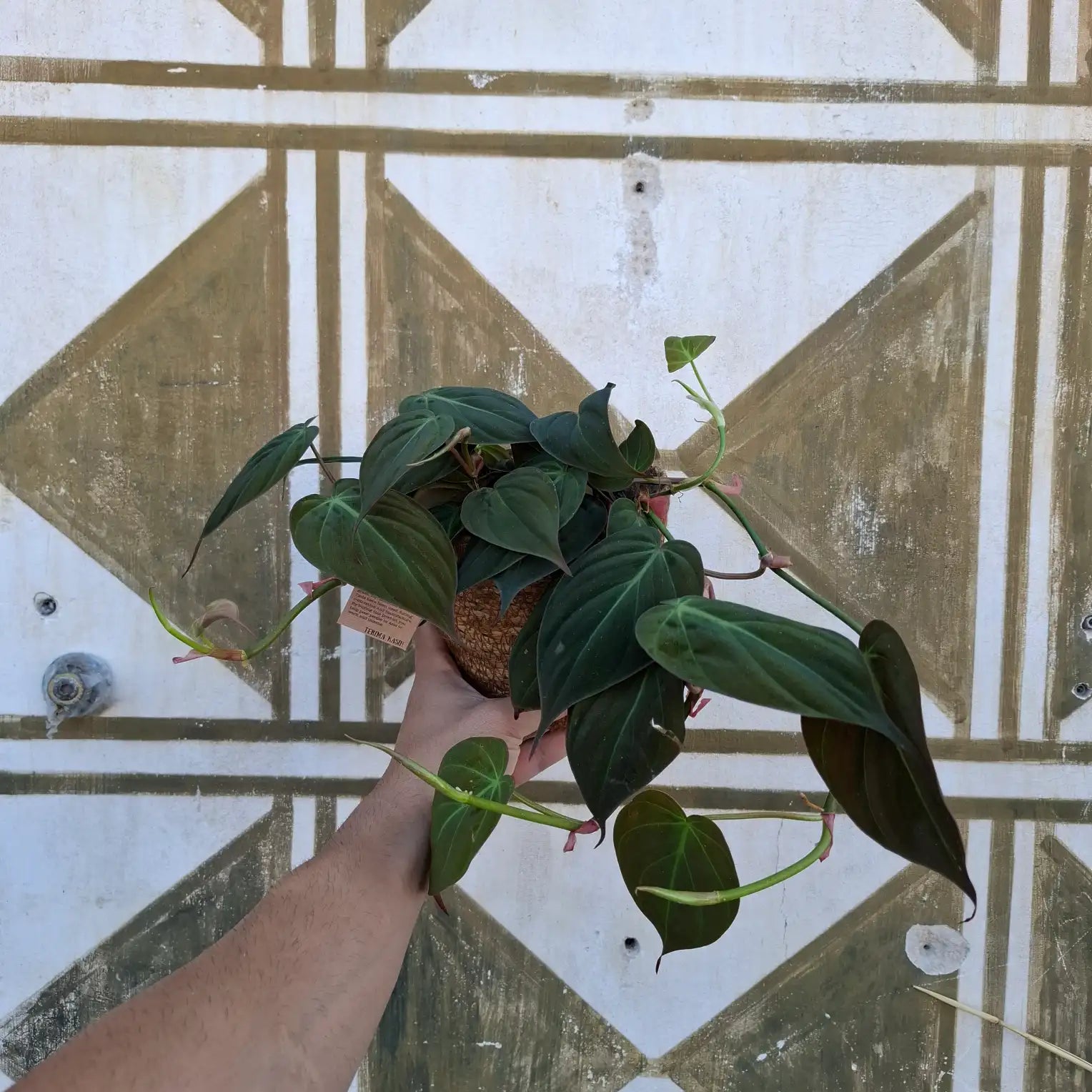 Philodendron Micans