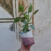 Philodendron hastatum "Silver Sword"