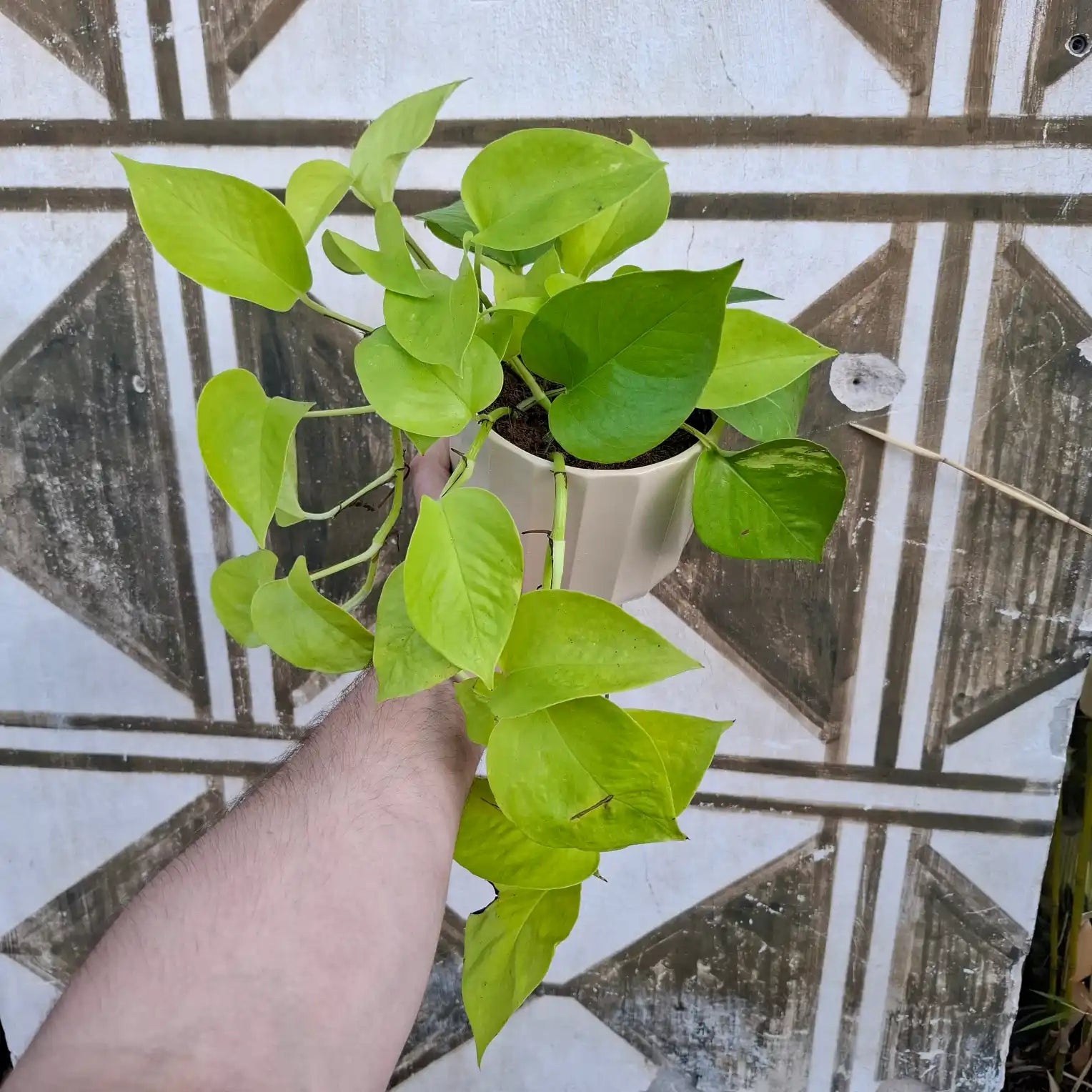 Epipremnum Neon "Golden Pothos" XL