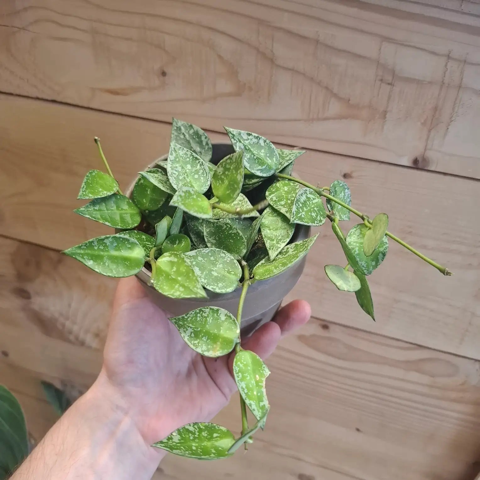 Hoya Krohniana "Splash"