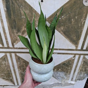 Sansevieria Trifasciata 'Moonshine'