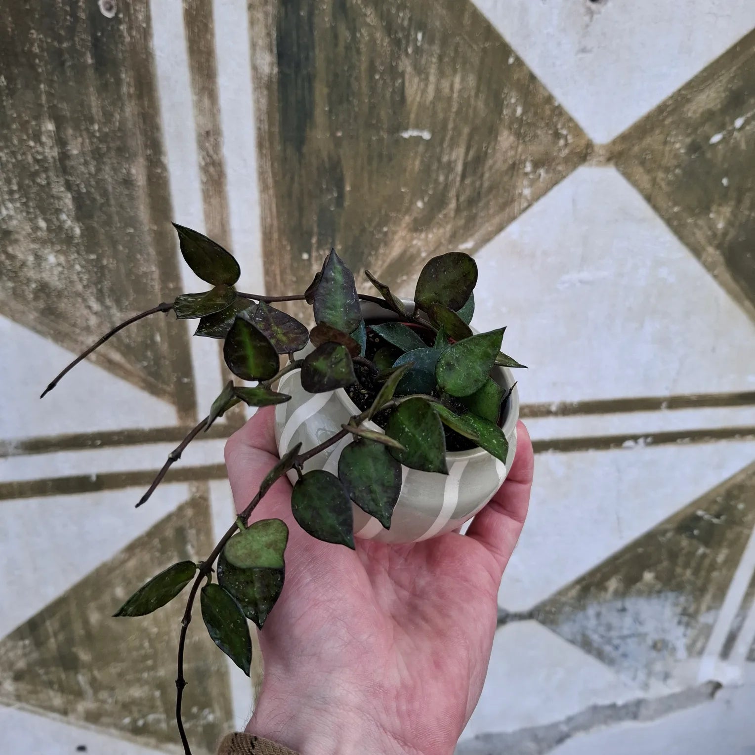 Baby Hoya Krohniana "Black"
