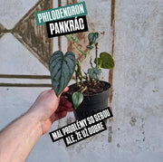 Philodendron Pankrác