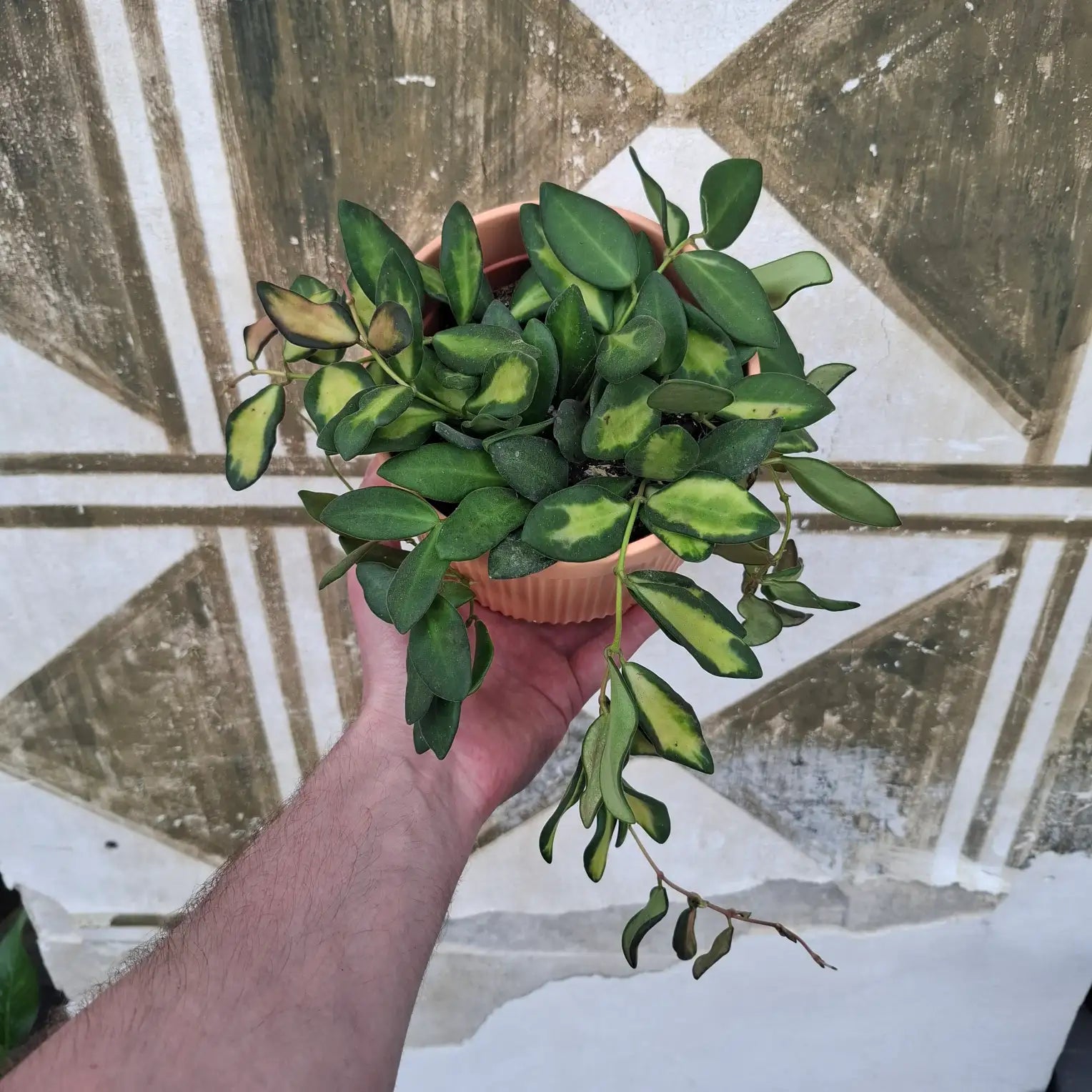 Hoya "DS 70"