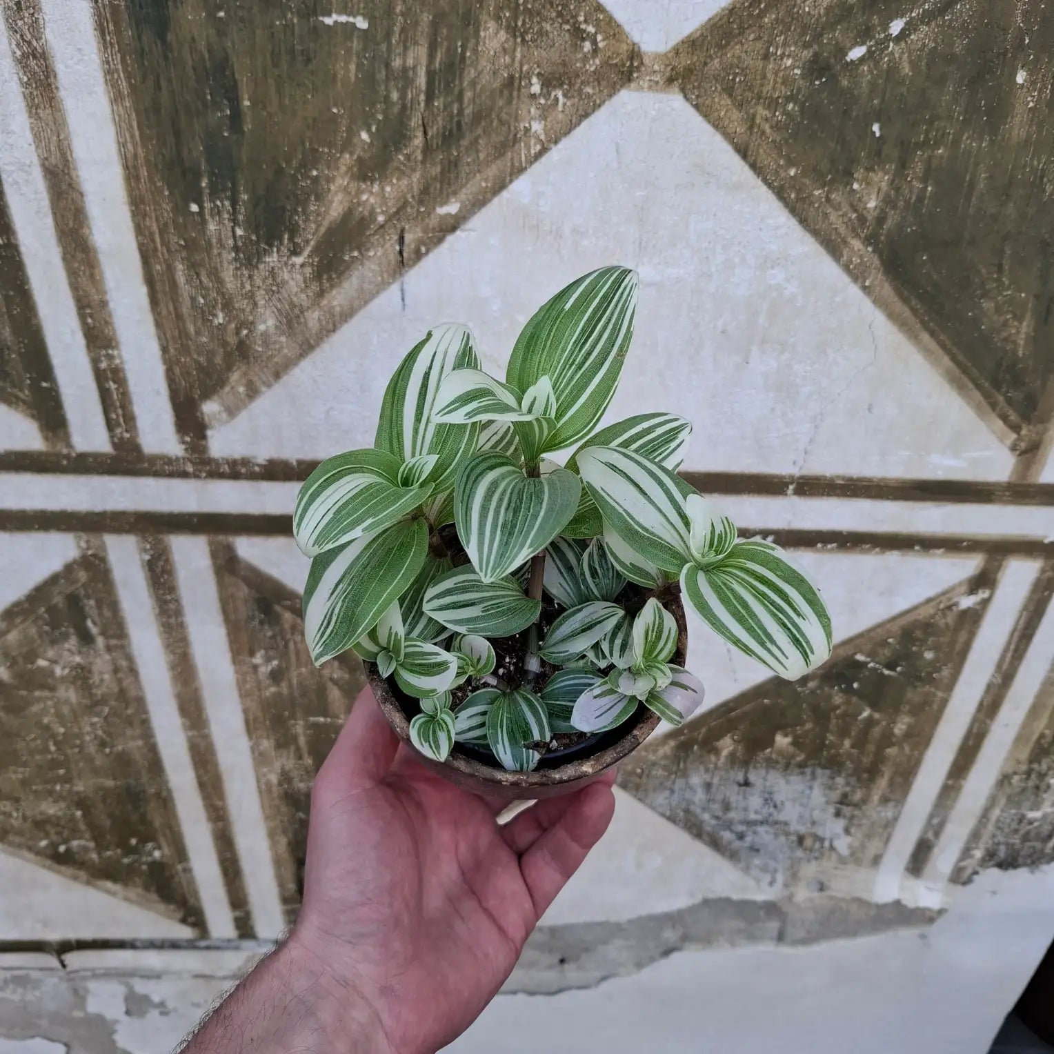 Tradescantia fluminensis ‘Albovittata’
