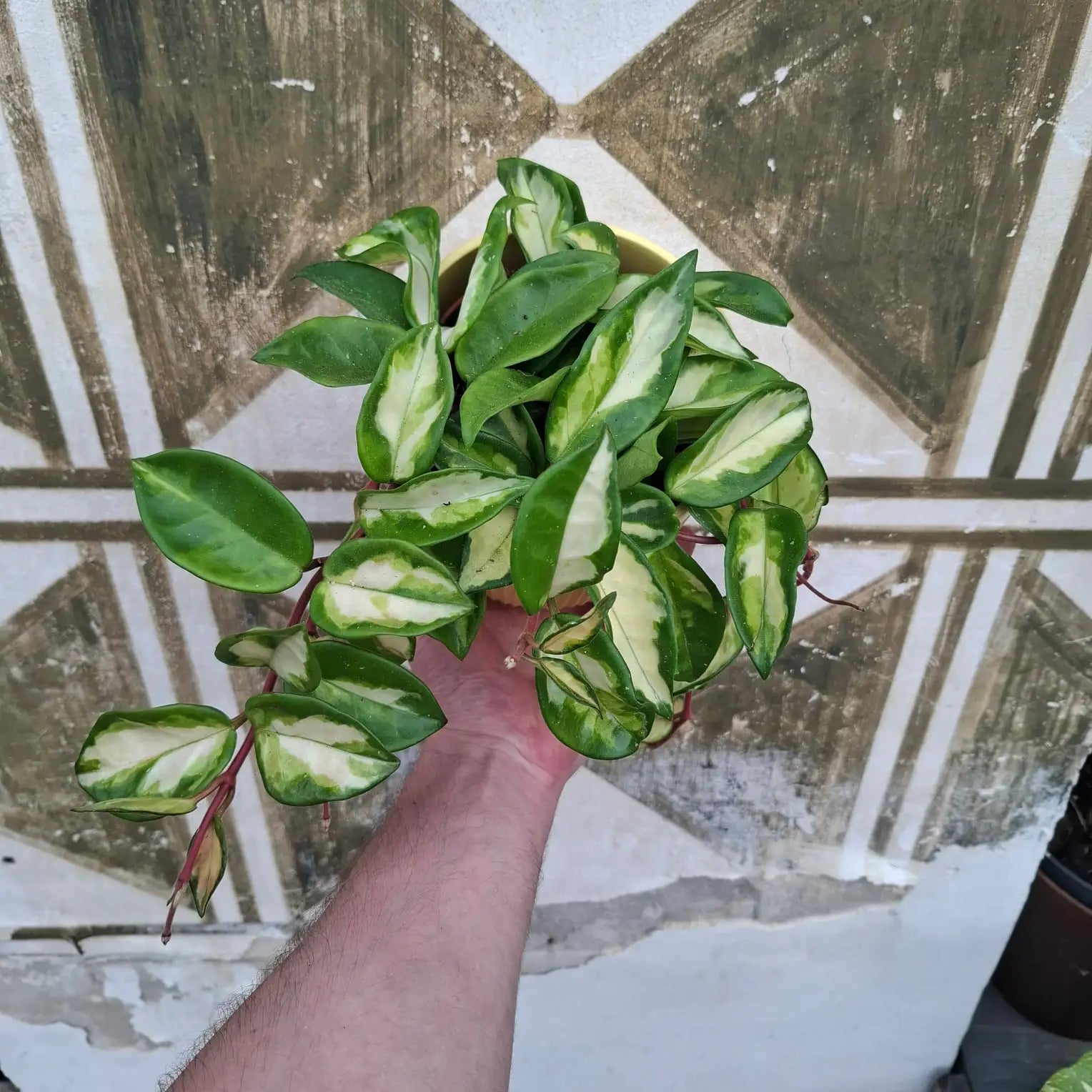 Hoya Carnosa Tricolor