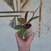 Baby Hoya carnosa "Flamingo Dream"