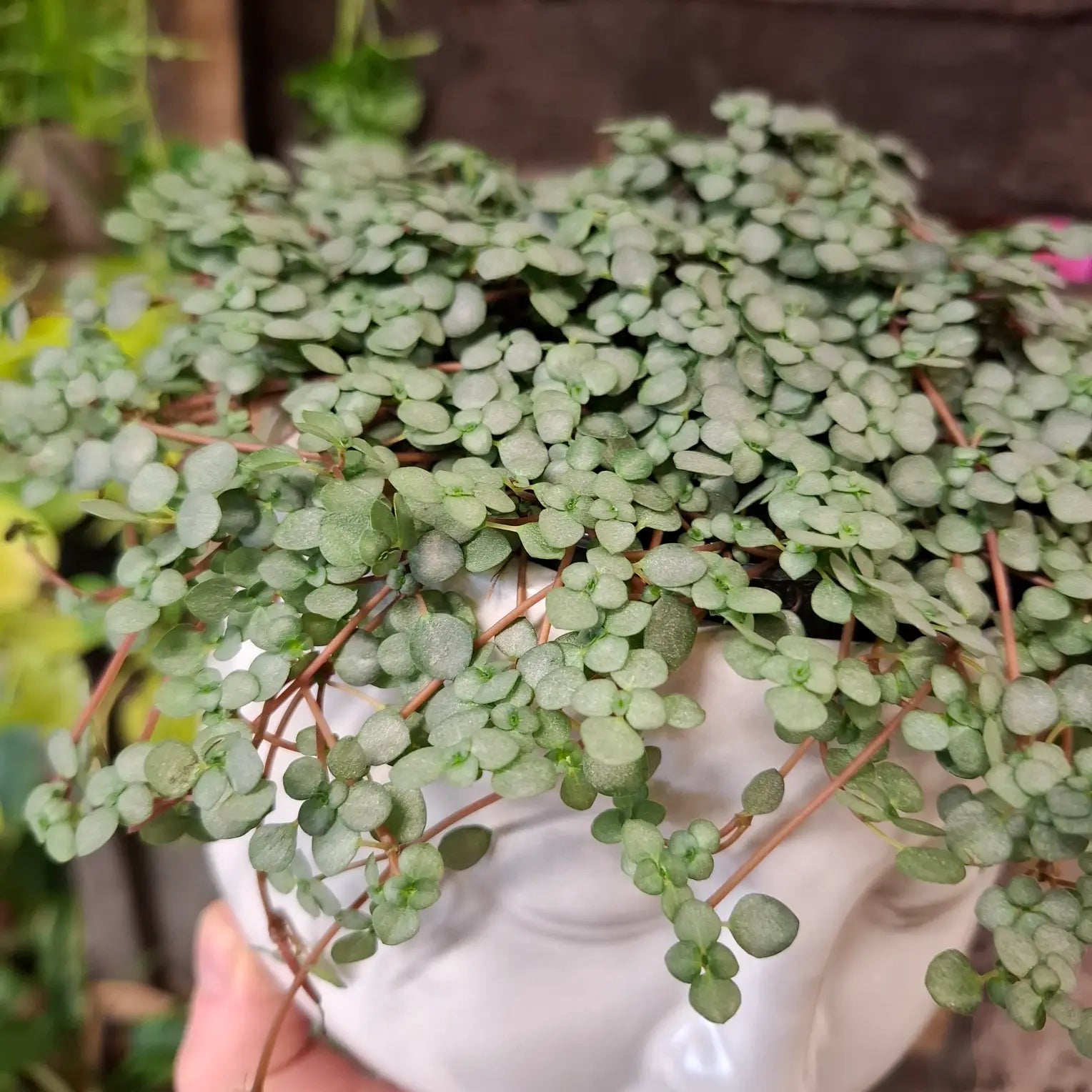 Pilea Glaucophylla Greyzy