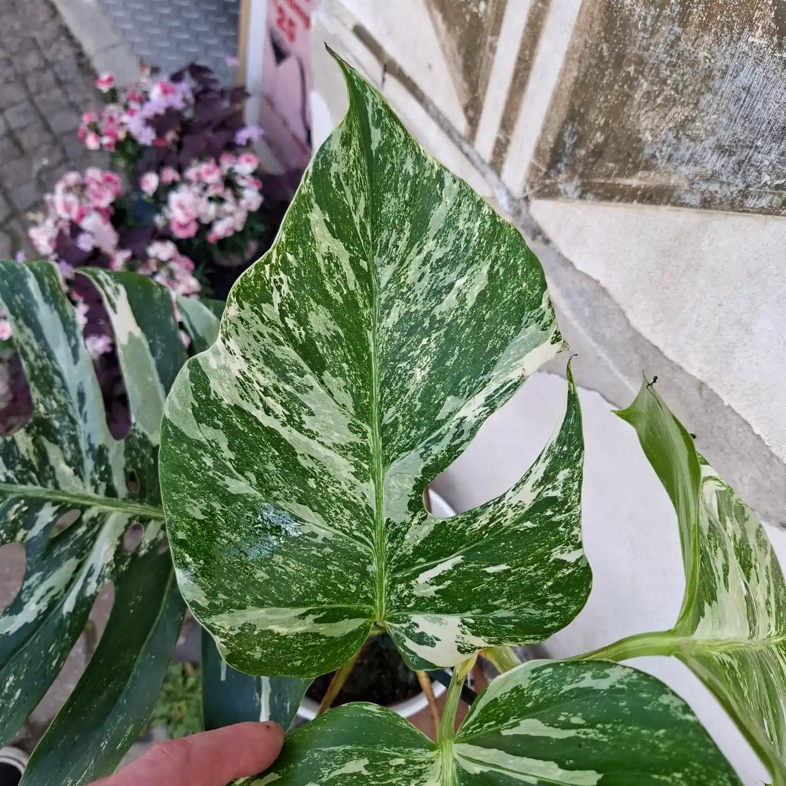 Monstera Deliciosa Albo Variegata (Konkrétny kus 4)