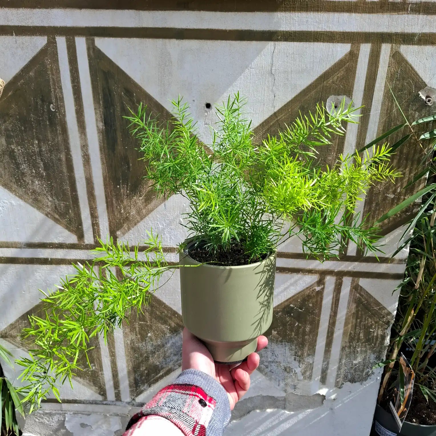 Asparagus Aethiopicus