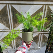 Asparagus Aethiopicus