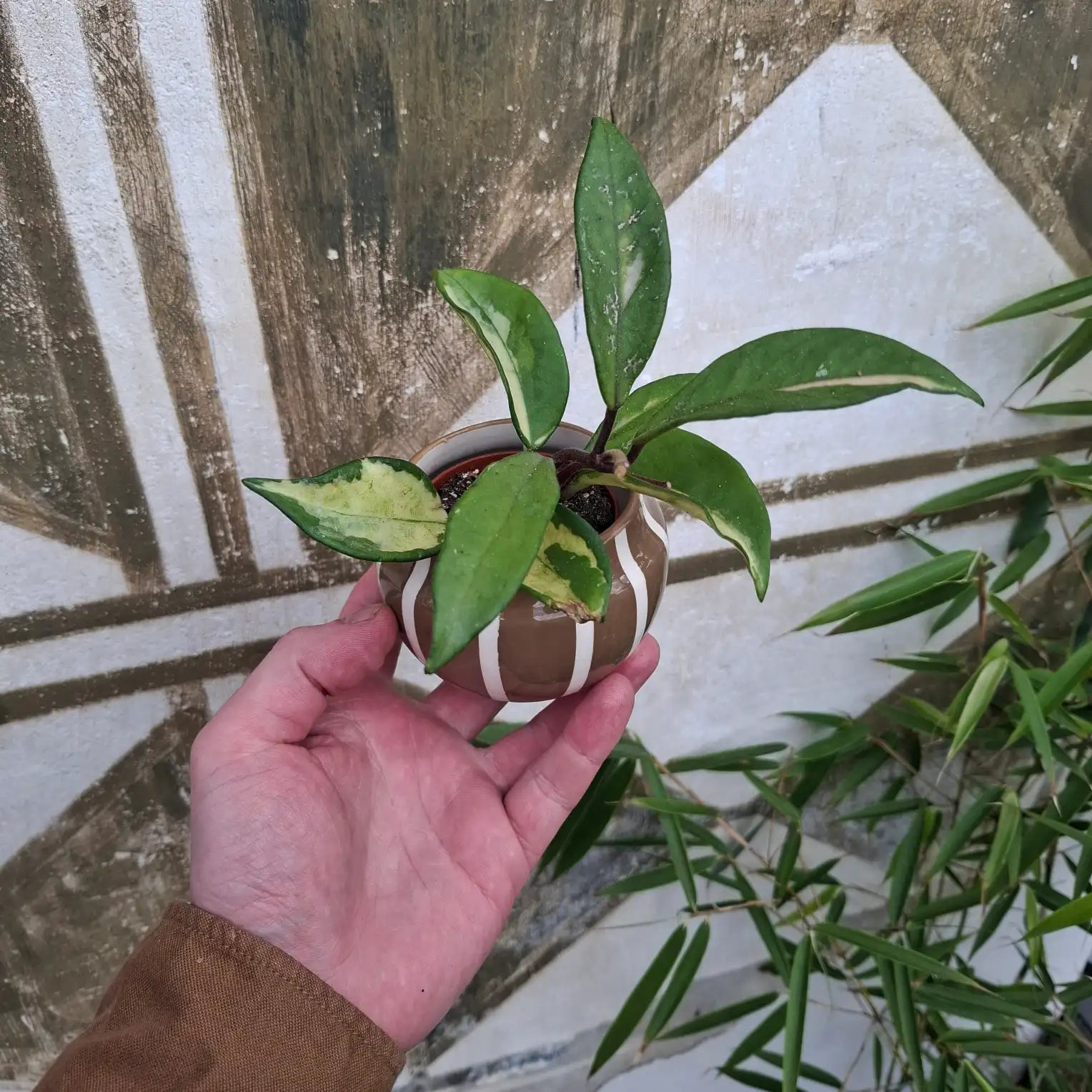 Baby Hoya Carnosa "Tricolor"
