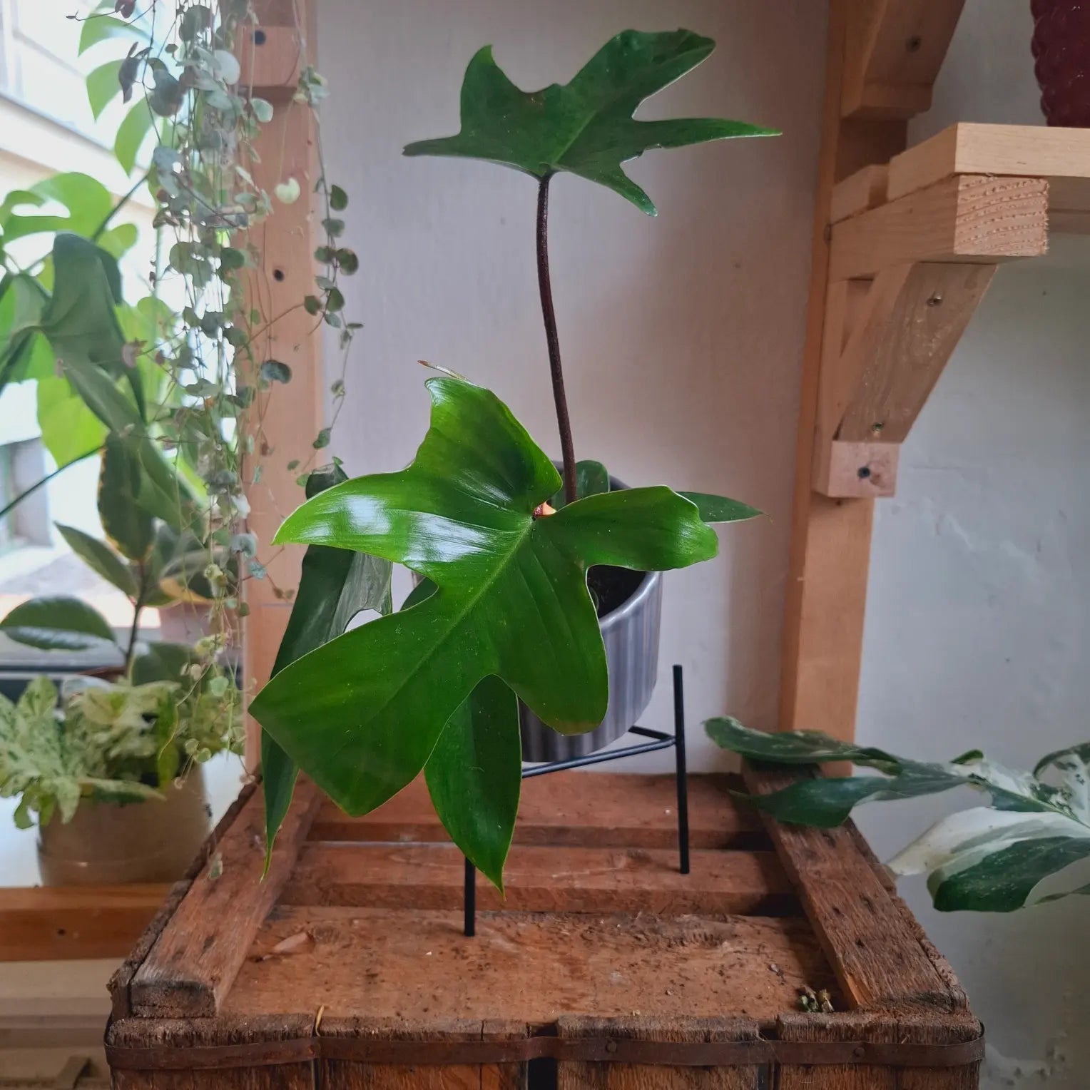 Philodendron Florida Green