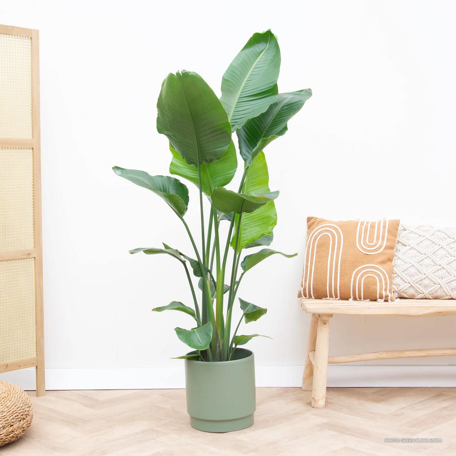Strelitzia Nicolai