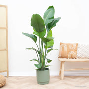 Strelitzia Nicolai