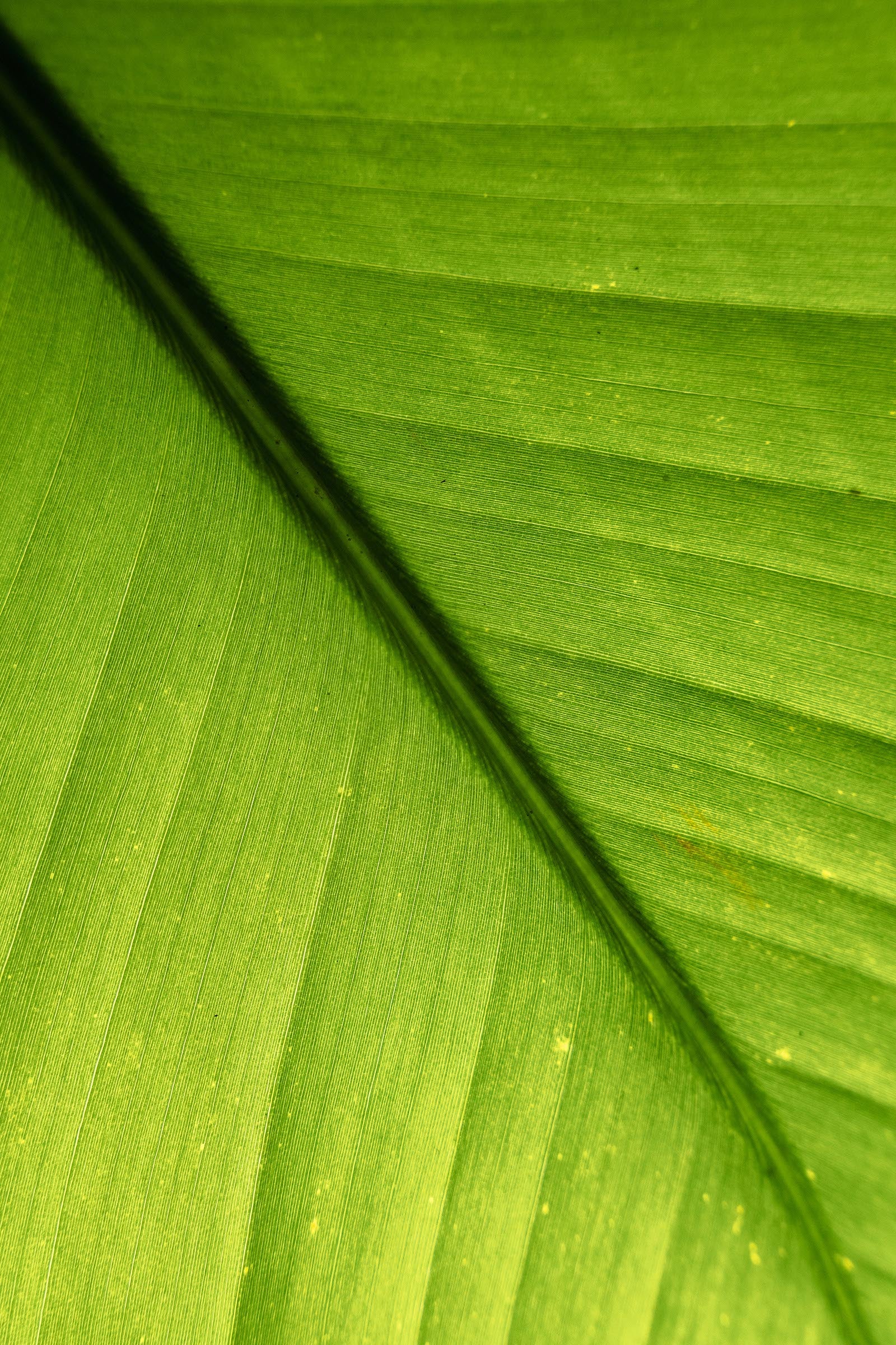 Strelitzia Nicolai