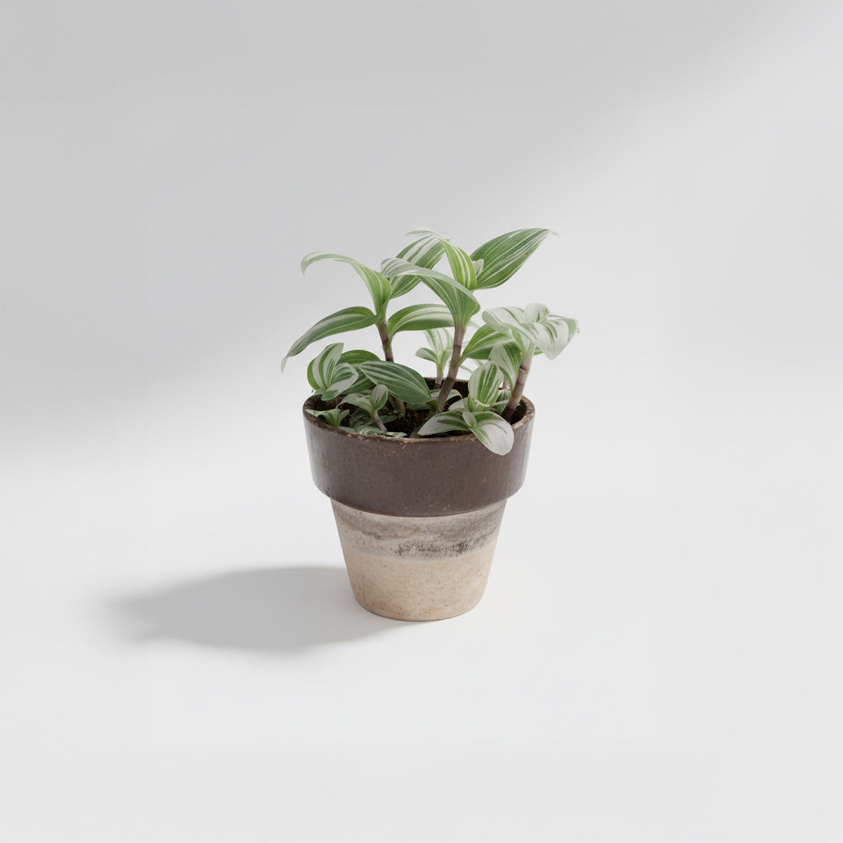 Tradescantia fluminensis ‘Albovittata’